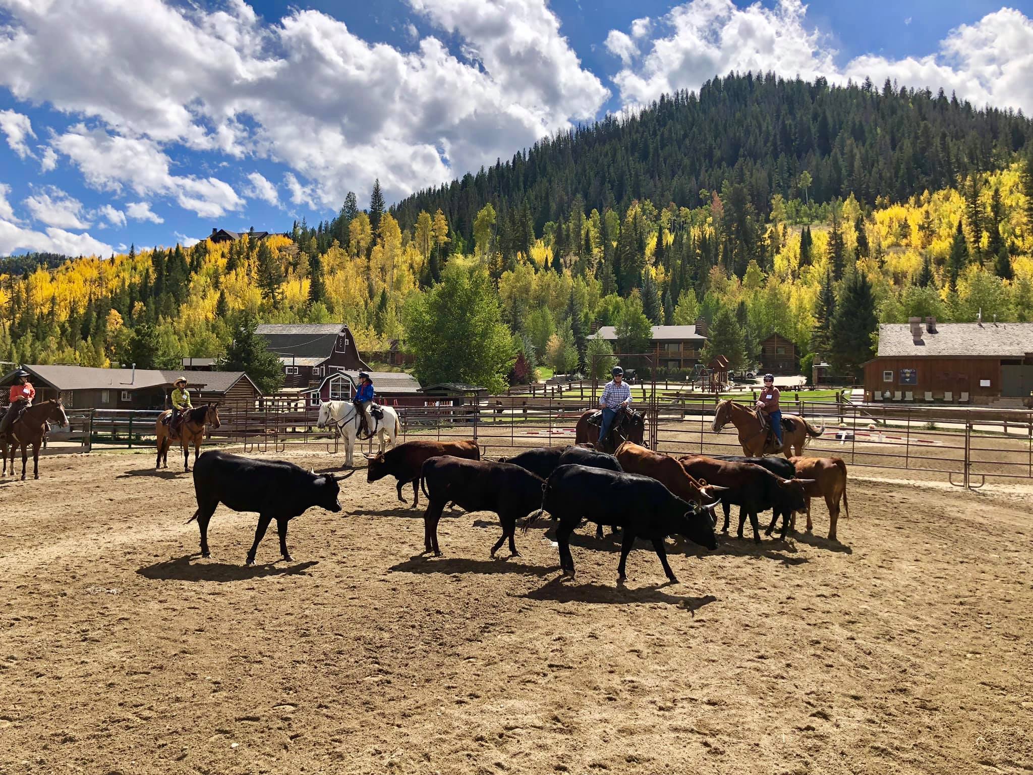 Working cattle at C Lazy U