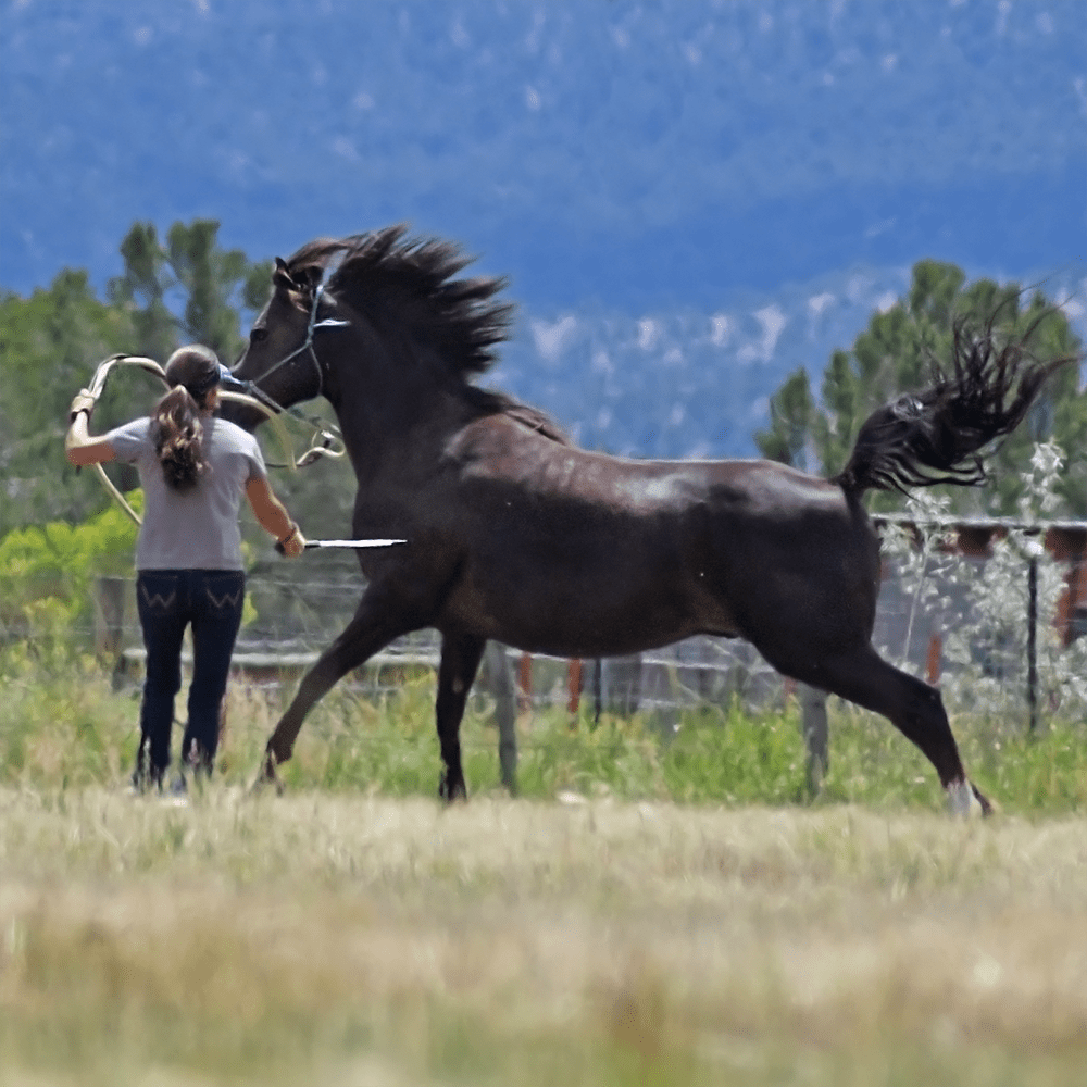 Julie doing groundwork with a fractious horse