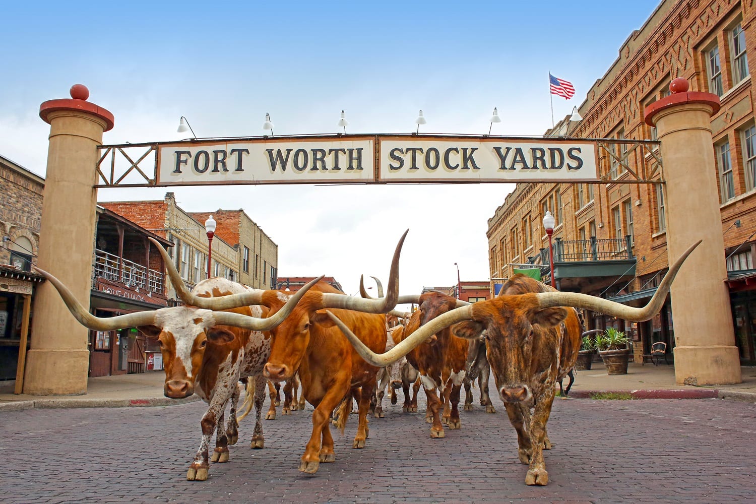 The Fort Worth Herd